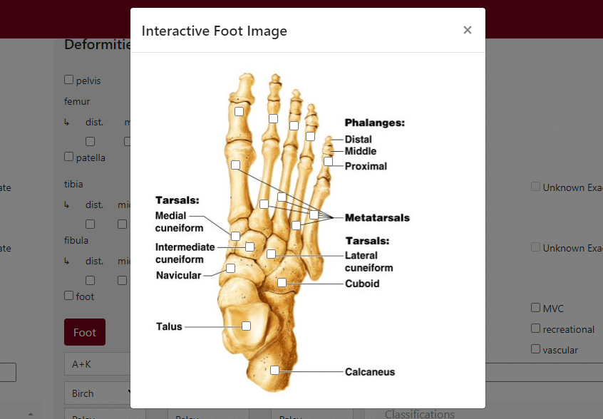The modal contains an image of a skeletal foot, where each bone is labeled with text and a checkbox.